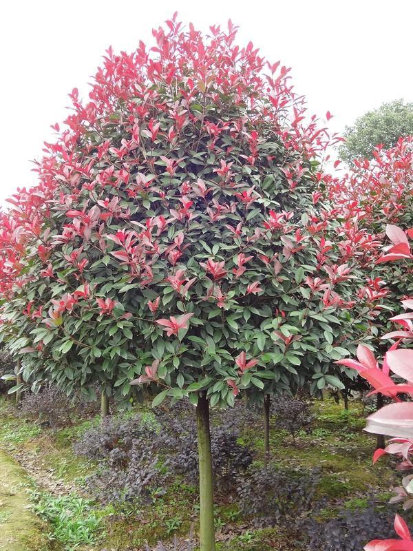 叢生喬木還能火多久？